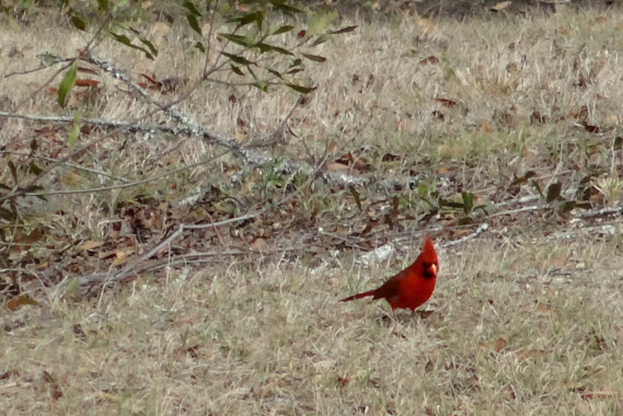 Cardinal