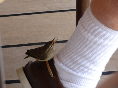 Long-distance Stowaway