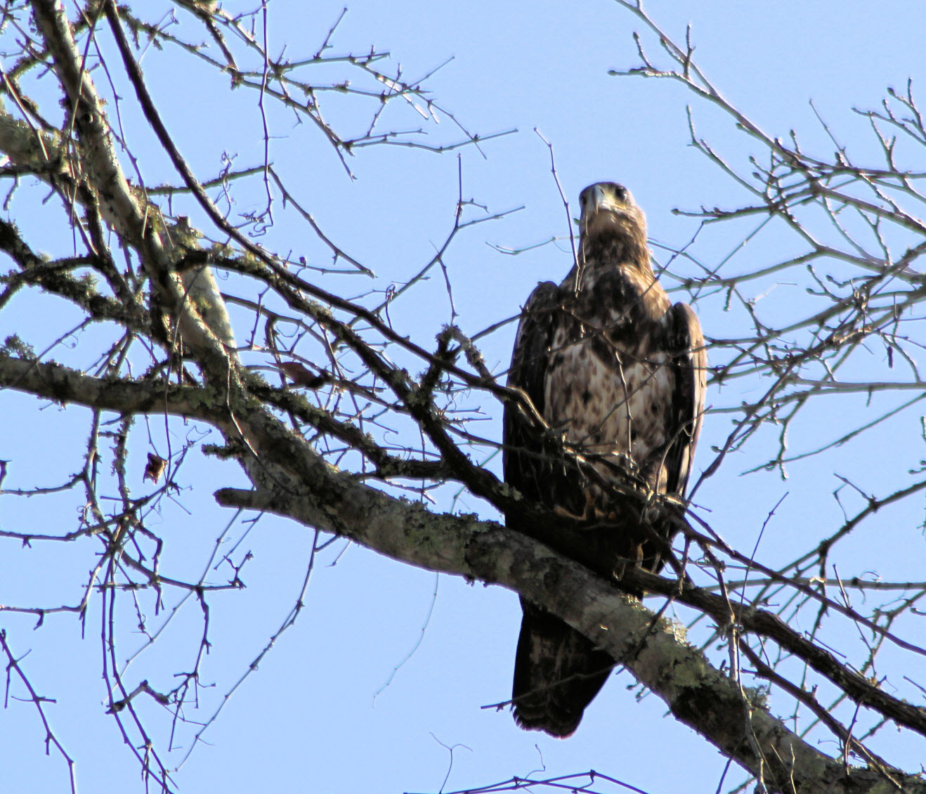 Eagle Fledgling