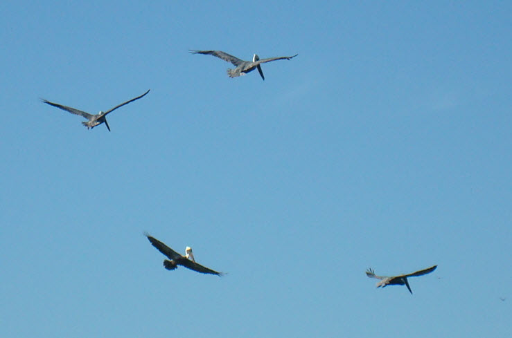 Four Pelicans