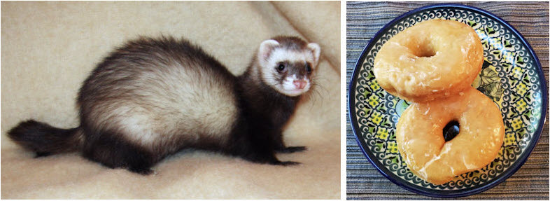 Ferret toroids (joke)