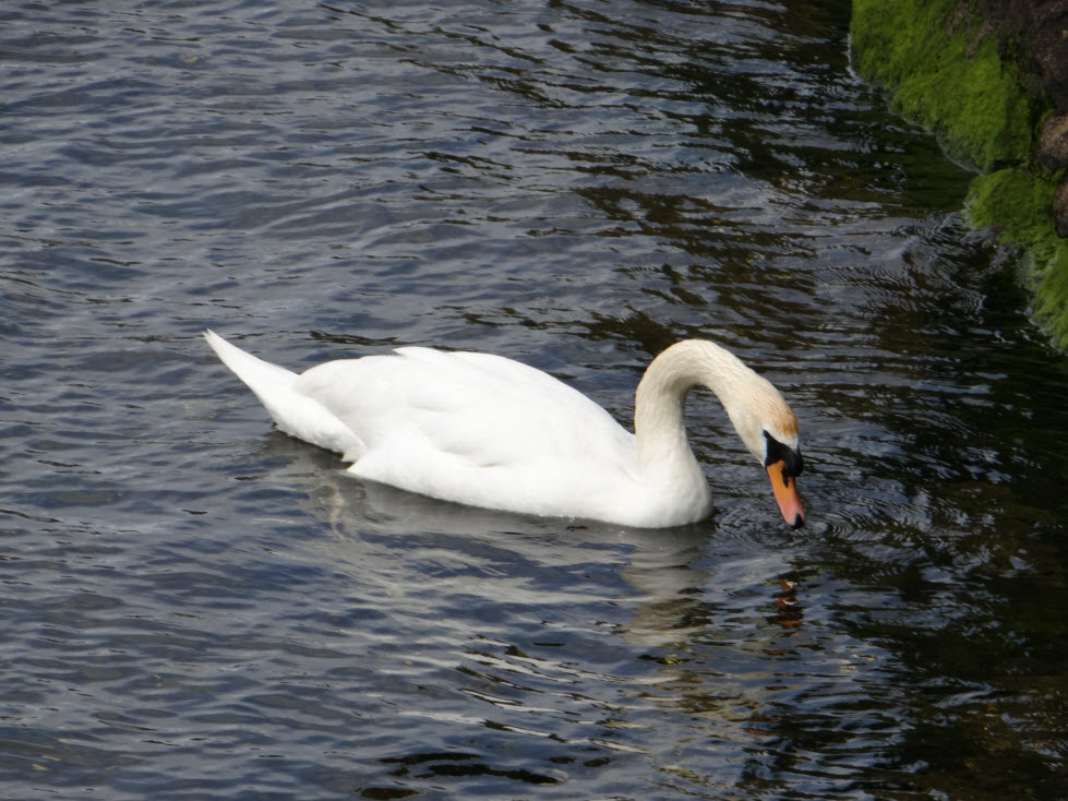 Galway swan